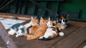 mixkit-homeless-cats-on-a-wooden-door-31434-medium