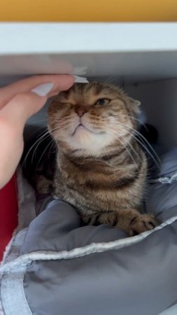 Милая шотландская вислоухая кошечка в шкафу 🐱