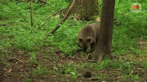 Красотка Кама уже гораздо спокойнее себя ощущает в своих лесных апартаментах