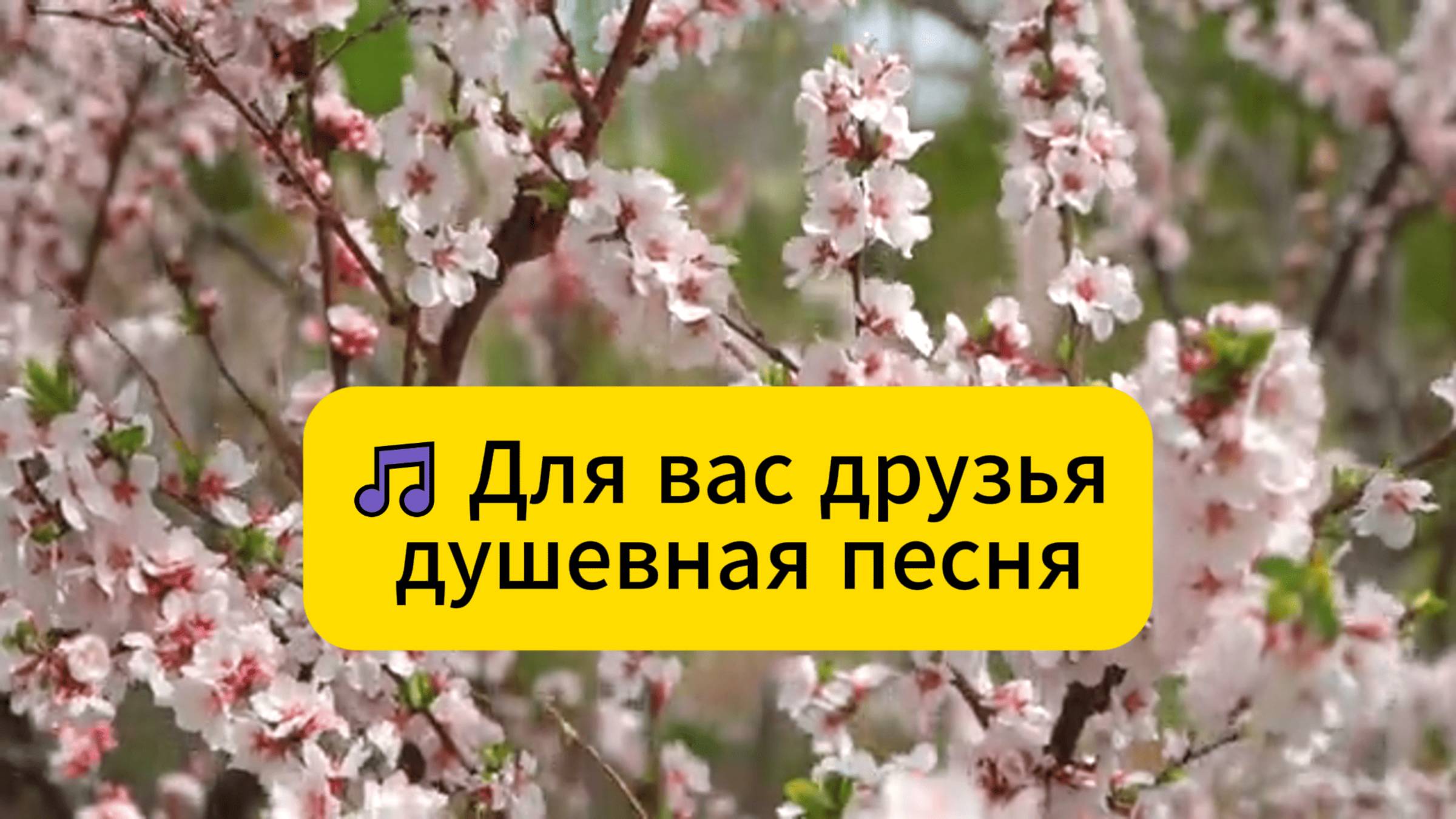 🔥Любимая застольная песня...Расцвела под окошком белоснежная вишня