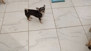 Даже кабачки им надо выпросить.