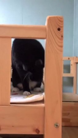 Котики