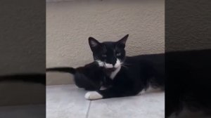 kitten playing with mom