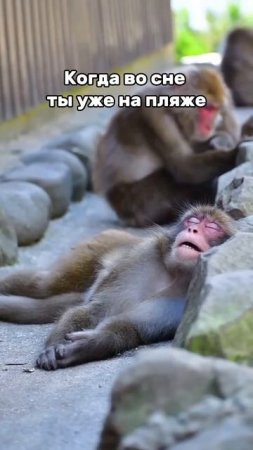 Мечты о пляже