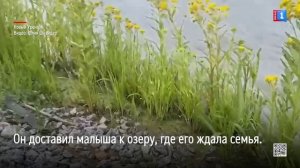 В Новом Уренгое водитель Александр Новоселов спас утенка, перебегавшего дорогу