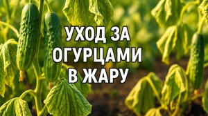 Огурцы просто ожили после этого ухода в жару! Проверено!