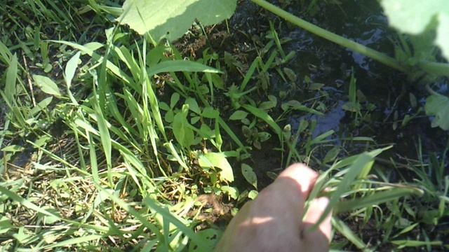 Обзор: "Два кабачковых растения сорта ГРИБОВСКИЕ в одной лунке"