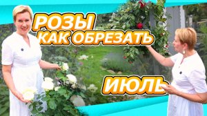 КАК ОБРЕЗАТЬ  РОЗЫ ЧТОБЫ ЕЩЕ РАЗ ЦВЕЛИ? КУСТОВЫЕ, ПЛЕТИСТЫЕ ШТАМБОВЫЕ - режем вместе + обзор сортов
