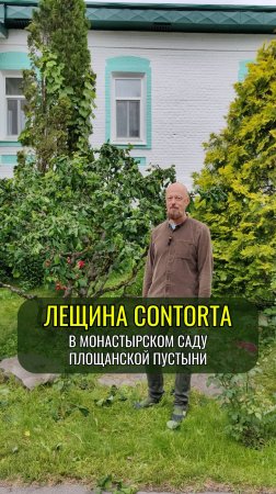 Лещина Contorta в Площанской пустыни, Брянская область