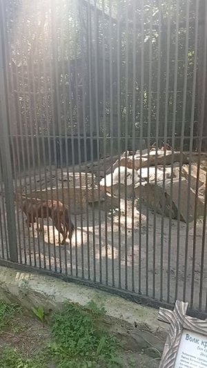 Красный волк