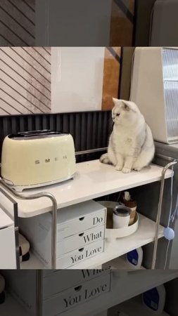 toaster and cat