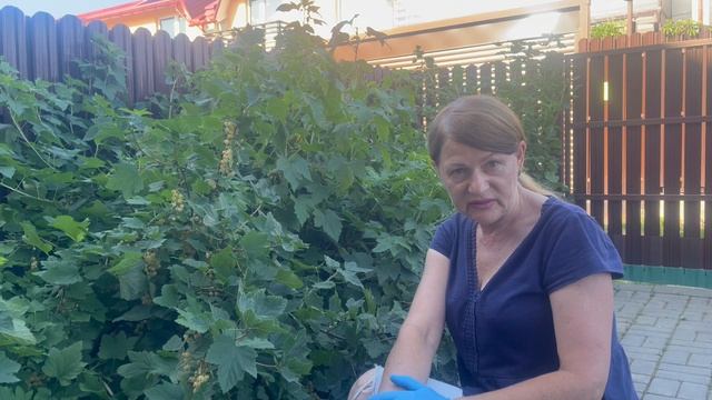 Белая смородина на органике даёт  прекрасный урожай.