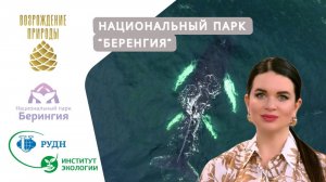 Киты у берегов Чукотки | Наша природа с Натальей Торнквист