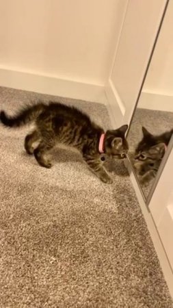 kitten looks at himself in the mirror