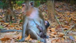 За весь день макака так  и не ...   1000022808.mp4