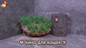 Видео для кошек про крысок развлекать питомцев 🐭🐀😂 (209)