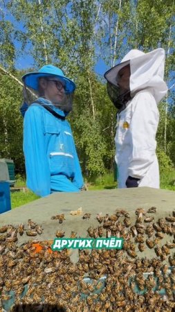 Пчелы узнают друг друга по запаху, знали?