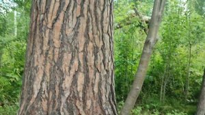 #древняя 🌲