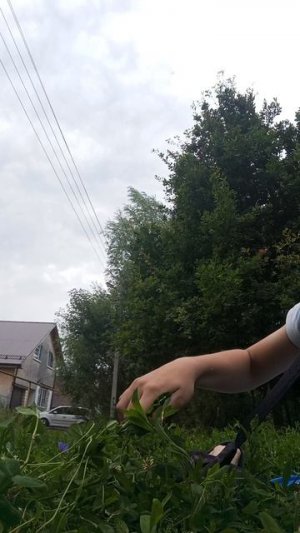 максичмо ( на любителя травы )
