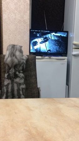 the cat fell