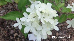 Создала новую клумбочку. Прогулка по саду 15.07.2025.