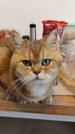 Я себе ни в чем не отказываю #цитаты #cat #коттоша #котики #коттоша #cutecat
