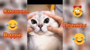 Самые смешные видео приколы|Юмор и Приколы