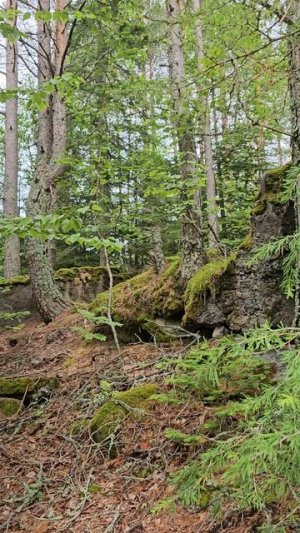 Деревня Кирконкюля. Руины Восточно-карельского народного училища. Kirkonkylä village