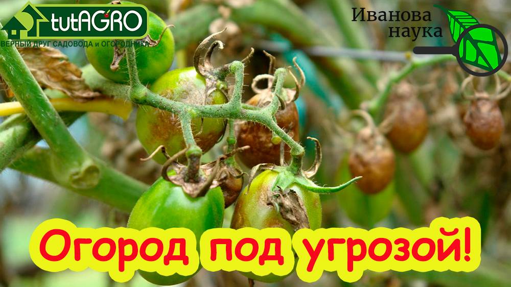 СРОЧНО! Спасаем огород от тумана! Томаты, огурцы, картофель, лук ПОД УГРОЗОЙ! Обязательная обработка