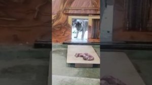 Шерхан осторожно зашел и вынес мясо. 15.07.2025 Видео от опрекуна Светланы