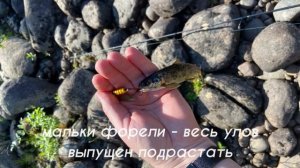 р. Кола, 15 июля 2025г.