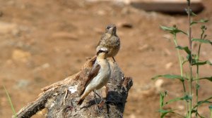 Несколько минут из жизни Каменки обыкновенной