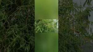 Гуляли. Поели. Успели до дождя домой! Где же ты, лето летнее?