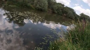 Рыбалка на Майне.Много сходов.Но три карпа я все-же поймал.