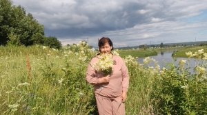 Цветёт на сибирских лугах белоголовник.
Сбор Белоголовника.