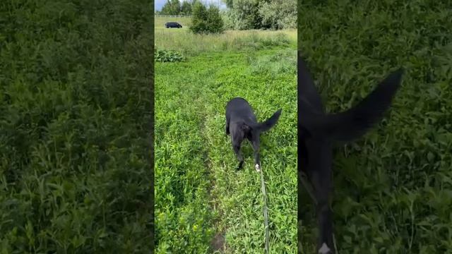 rutube.ru