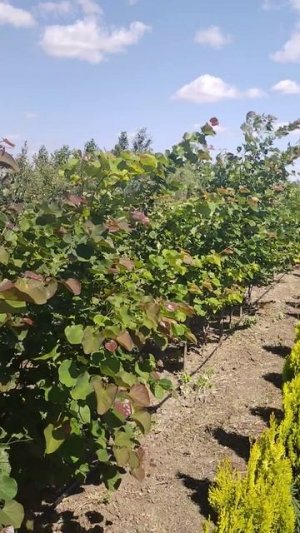 Церцис канадский (Cercis) h 0,80 - 1,5м, C10ком