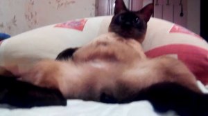 Кот фраер