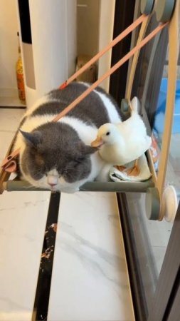 duck cleans cat