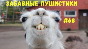 Я РЖАЛ ДО СЛЕЗ 😹 СМЕШНЫЕ КОШКИ И СОБАКИ  СМЕШНЫЕ ЖИВОТНЫЕ 2025 😹 ЛУЧШИЕ ПРИКОЛЫ #68