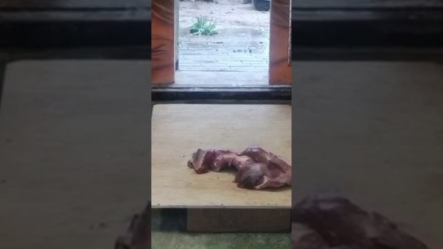 Шерхан очень опасается входить в домик за мясом. 15.07.2025 Видео от опрекуна Светланы