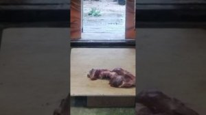 Шерхан очень опасается входить в домик за мясом. 15.07.2025 Видео от опрекуна Светланы