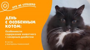 Это не страшно. День с особенным котом: особенности содержания животного с сахарным диабетом