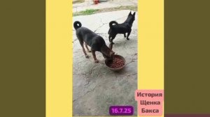 История банальна.Но сейчас щенок дома,растет,счастлив.Наблюдаем ,как он превращается во взрослого