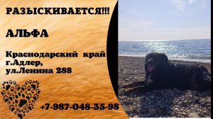 Пропала собака! АЛЬФА. Краснодарский край, г.Адлер.