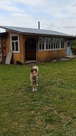Хорошая конура 😄