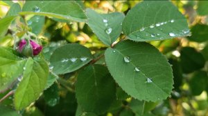 Цветочное сияние после дождя ☔
