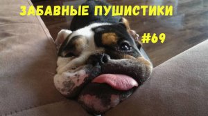 Я РЖАЛ ДО СЛЕЗ 😹 СМЕШНЫЕ КОШКИ И СОБАКИ  СМЕШНЫЕ ЖИВОТНЫЕ 2025 😹 ЛУЧШИЕ ПРИКОЛЫ #69