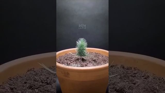 Двухлетняя съемка сосны, растущей из семени, сжатая до 60 секунд