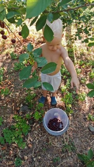 Арсений помогает бабушке собирать вишню